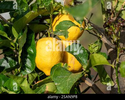 Ripe Lemon Cluster: A cluster of three bright yellow lemons growing  among the green leaves of a tree along a path in Apollonia. Stock Photo