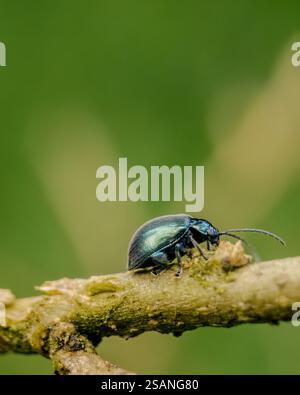 A metallic blue Flea Beetle (Chrysomelidae) standing on the petal of a ...
