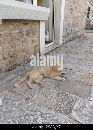 Ginger cat outside enjoying sunny day Stock Photo