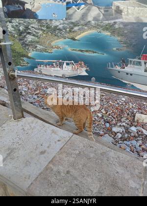 ginger cat walks along the coastline of the Adriatic sea Budva, Montenegro Stock Photo