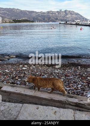ginger cat walks along the coastline of the Adriatic sea Budva, Montenegro Stock Photo