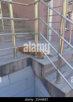 Ginger cat outside enjoying sunny day Stock Photo