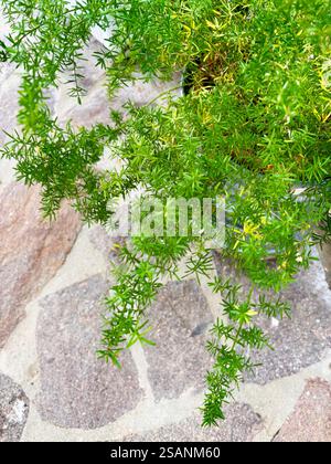 Ornamental plant green Asparagus sprengeri in pot. Gardening concept. Stock Photo