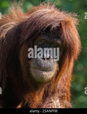 Sumatran Orangutan Stock Photo
