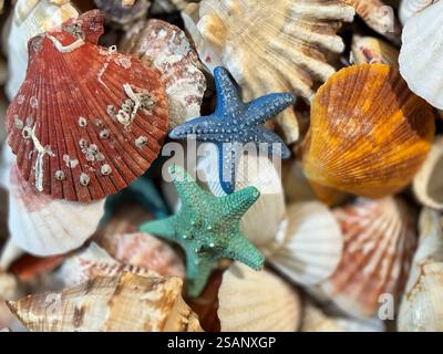 A group of mixed seashells and starfish used for decoration purposes - Beautiful summer backround Stock Photo