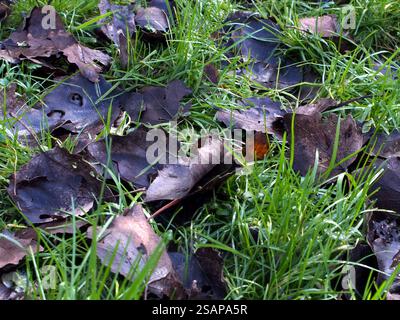 Fallen populus leaves on wet grass (poa annua L.) with water droplets in Bonn, Germany. Concept: nature, conservation, green, fresh, natural Stock Photo