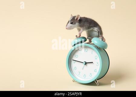 Adorable little rat and alarm clock on beige background, closeup. Space for text Stock Photo