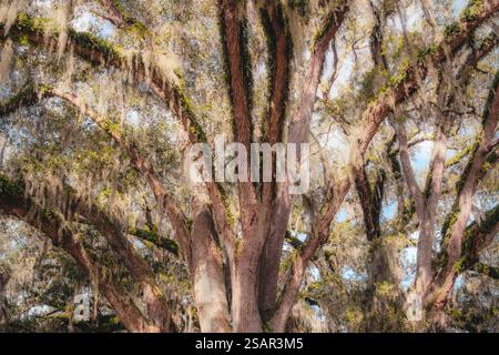 Southern Live Oak tree covered in Spanish moss Stock Photo