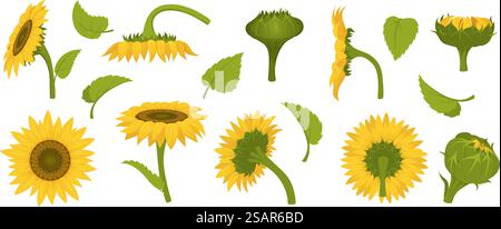 Sunflower collection. Agricultural illustration of beautiful botanical sunflowers in fields exact vector pictures set in cartoon style. Illustration of agriculture sunflower plant. Sunflower collection. Agricultural illustration of beautiful botanical sunflowers in fields exact vector pictures set in cartoon style Stock Vector