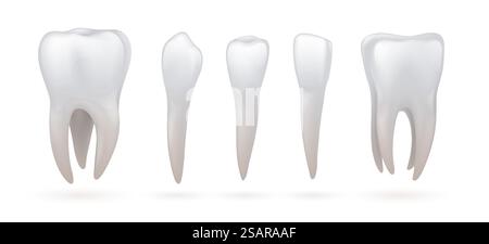 Teeth type. Realistic human dental anatomy. 3D isolated incisor and canine, white molar or premolar. Healthy enamel crown with roots. Orthodontic educational set. Vector stomatologic oral hygiene. Teeth type. Realistic dental anatomy. 3D incisor and canine, white molar or premolar. Healthy enamel crown with roots. Orthodontic educational set. Vector stomatologic oral hygiene Stock Vector