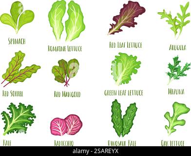 Leafy salad green. Green leaf lettuce, fresh spinach and kale. Planted vegetables leaves, healthy food cartoon vector Illustration set. Organic, fresh veggies, natural plants isolated on white. Leafy salad green. Green leaf lettuce, fresh spinach and kale. Planted vegetables leaves, healthy food cartoon vector Illustration set Stock Vector