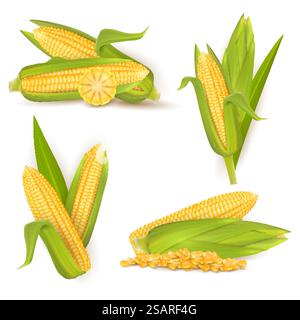 Realistic sweet corn set, vector illustration isolated on white background. Ripe golden corn cobs and grains. Maize harvest, food industry, farming.. Realistic sweet corn set, vector isolated illustration Stock Vector
