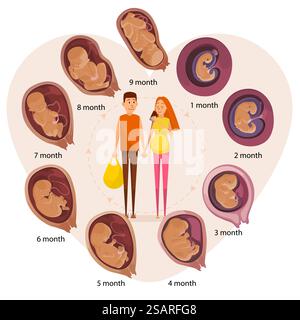 Happy expecting couple, human embryo evolution stages, flat vector illustration. Month-by-month pregnancy stages, embryonic and fetal development.. Happy expecting couple, human embryo evolution stages, flat vector illustration. Stock Vector