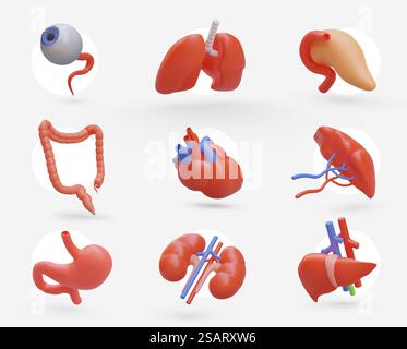 Large collection of realistic human organs. Icons for medical application, website. Isolated vector image. Eye and lungs, pancreas and large intestine, heart and spleen, stomach, and kidneys, liver. Large collection of realistic human organs. Icons for medical application Stock Vector