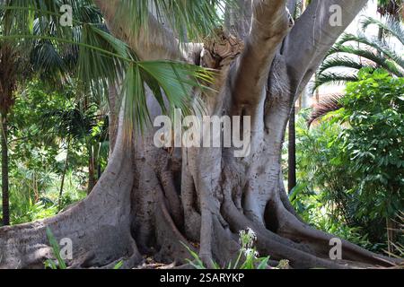 close-up thick multi-part trunk and roots of a very large tropical tree Stock Photo