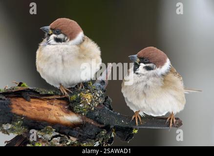 Pair of adult Eurasian Tree Sparrows (Passer montanus) perched in sync over old looking branch in cold winter season Stock Photo