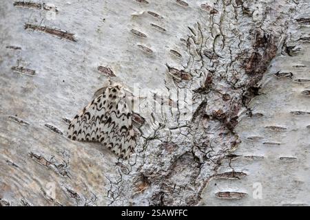 Black Arches Moth; Lymantria monacha; On Bark; UK Stock Photo