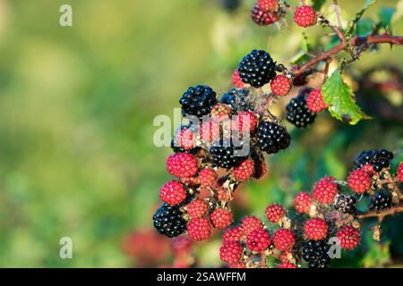 Blackberries; Ripening; UK Stock Photo