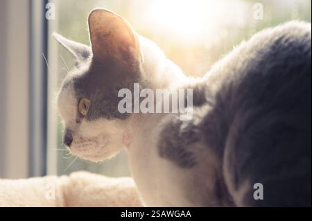 Female Devon Rex cat Stock Photo