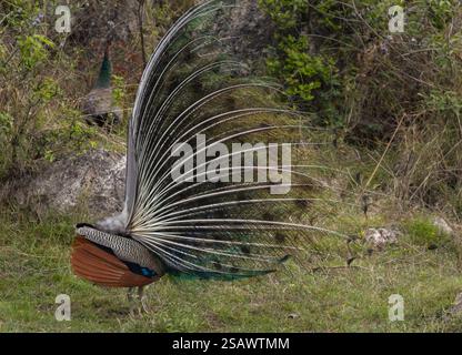 A Indian peacock (Pavo cristatus) is dancing  for mate in the forest during the cloudy day in the summer season. Stock Photo