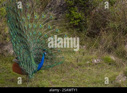 A Indian peacock (Pavo cristatus) is dancing  for mate in the forest during the cloudy day in the summer season. Stock Photo