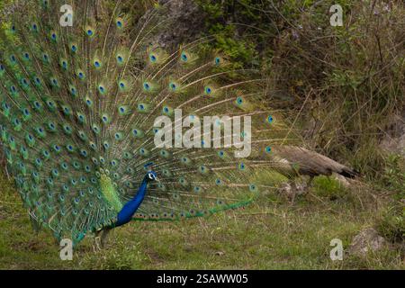 A Indian peacock (Pavo cristatus) is dancing  for mate in the forest during the cloudy day in the summer season. Stock Photo