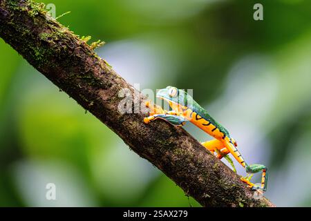 Cruziohyla calcarifer, the splendid leaf frog or splendid treefrog, walking on the branch Stock Photo
