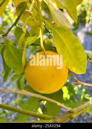 Close-up of a ripe grapefruit or lemon hanging from a tree with leaves Stock Photo