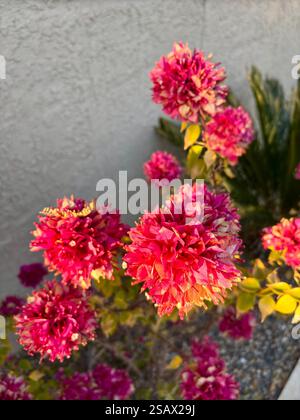 Vibrant pink and orange bougainvillea flowers against a textured wall Stock Photo