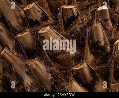 Textured palm tree trunk, horizontal wallpaper. Stock Photo