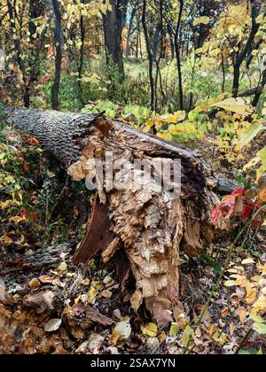 Detail of a Fallen Tree Stock Photo