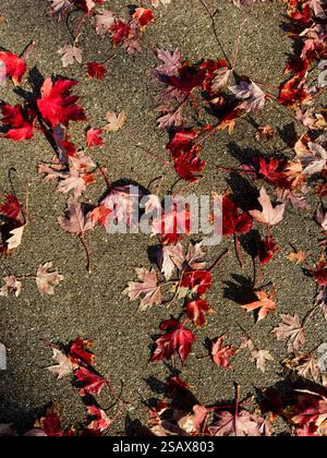 Red Autumn Leaves on Concrete Stock Photo