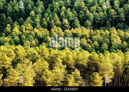 Pine forest under the light of the setting sun in Piedrabuena Stock Photo
