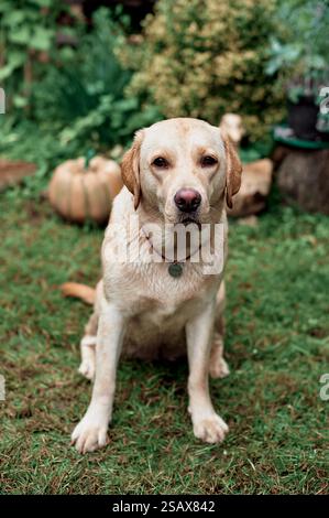 Pale Labrador sits on the grass, summer, countryside Stock Photo