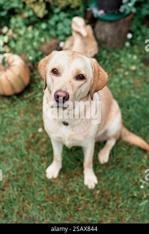 Pale Labrador sits on the grass, summer, countryside Stock Photo