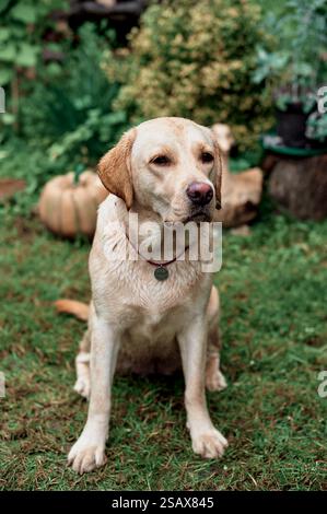 Pale Labrador sits on the grass, summer, countryside Stock Photo
