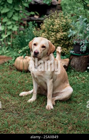 Pale Labrador sits on the grass, summer Stock Photo
