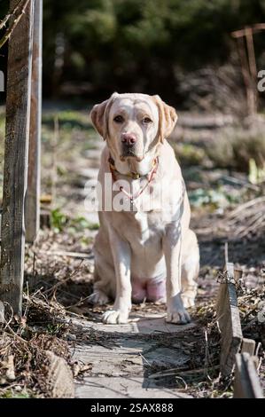 White fawn Labrador retriever sitting on the ground outdoors Stock Photo