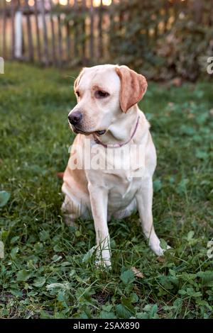Fawn labrador outdoors sitting on the grass in the sunset light Stock Photo