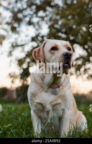 Fawn labrador outdoors sitting on the grass in the sunset light Stock Photo