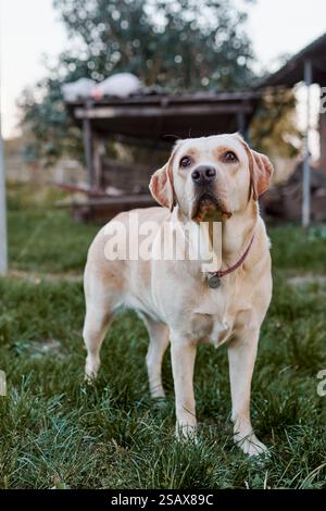 Fawn labrador outdoors walking on the grass in the sunset light Stock Photo