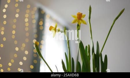 Blooming yellow Daffodil Narcissus Jonquil in a home interior at the background of blurred fairy lights. Spring potted flowering plant. Easter concept Stock Photo