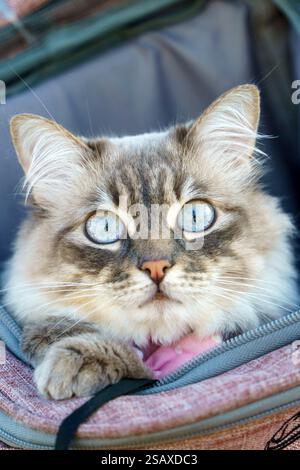 Beautiful grey cat looking at camera while being transported inside a custom made backpack Stock Photo