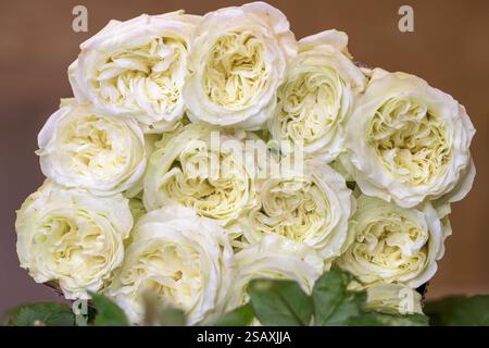 A close-up shot of a sophisticated bouquet of fresh, creamy white roses, showcasing their graceful textures and soft appearances, elegance Stock Photo