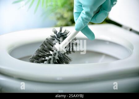 Detail of hand with protective rubber gloves cleaning white toilet bowl with black bristle brush in blue bathroom with plants in background Stock Photo