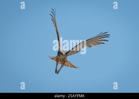 African hawk-eagle flies through perfect blue sky Stock Photo