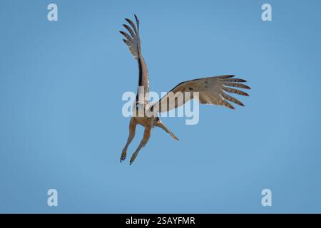 African hawk-eagle flies through clear blue sky Stock Photo