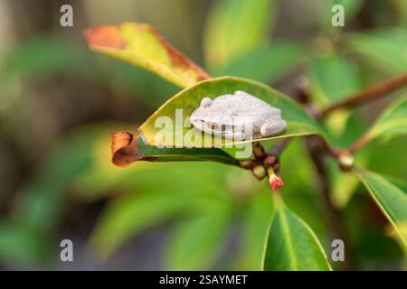 An invasive white Cuban Tree-frog resting on a Florida Red Anise leaf, Florida, USA. Stock Photo