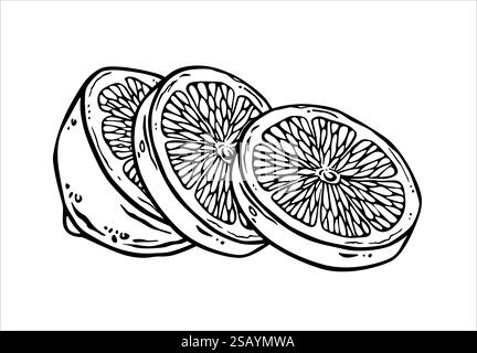 Lemon half sliced on pieces. Free hand ink drawing of citrus round slices. Black line fruit sketch. Outline illustration in engraving style for design Stock Vector
