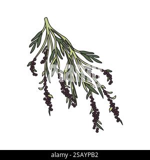 Botanical olive branch with leaves and berries isolated on white background. Olive tree plant in green colors vector illustration. Graphic design for Stock Vector